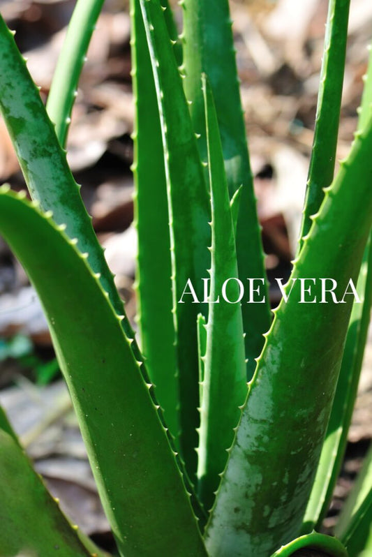 LES BIENFAITS DE L'ALOE VERA SUR VOTRE PEAU